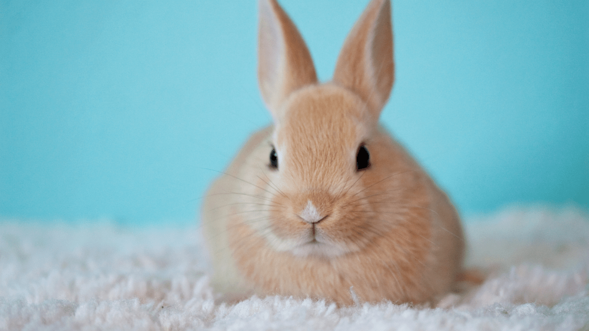 How to Wash a Rabbit by Sara Eddy – Okay Donkey